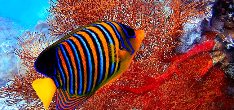 🐠 Tropical Fish: The Colorful Wonders of the Reef