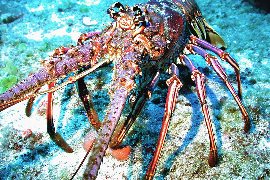 🦞 The Secret Life of Lobsters: More Than Just Seafood