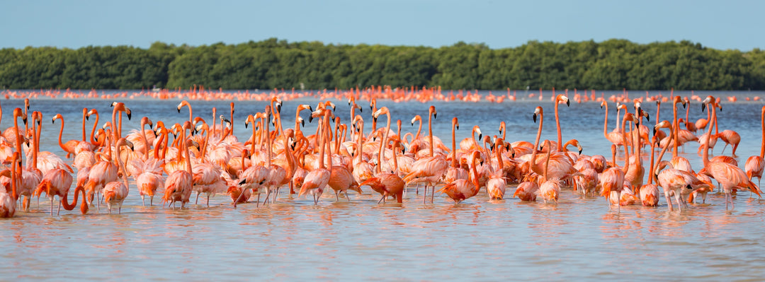 Flamingo Fascination: Fun Facts and Fabulous Finds for Your Home