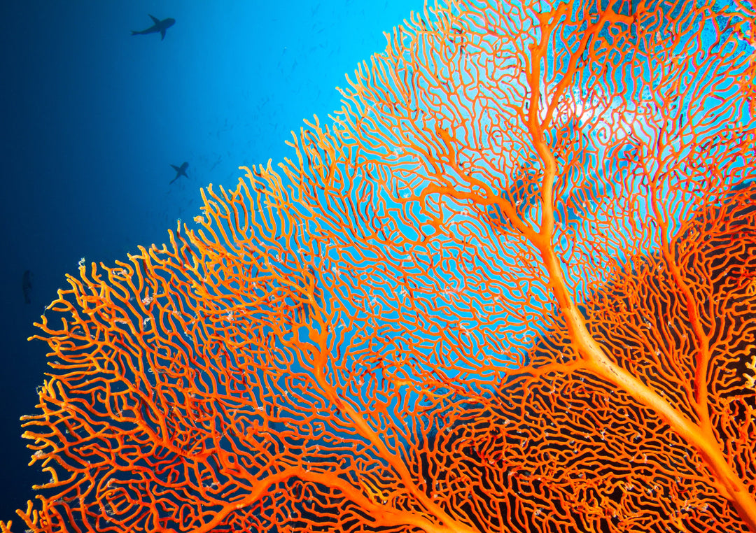 The Vital Role of Reef Renewal: Protecting Our Oceans