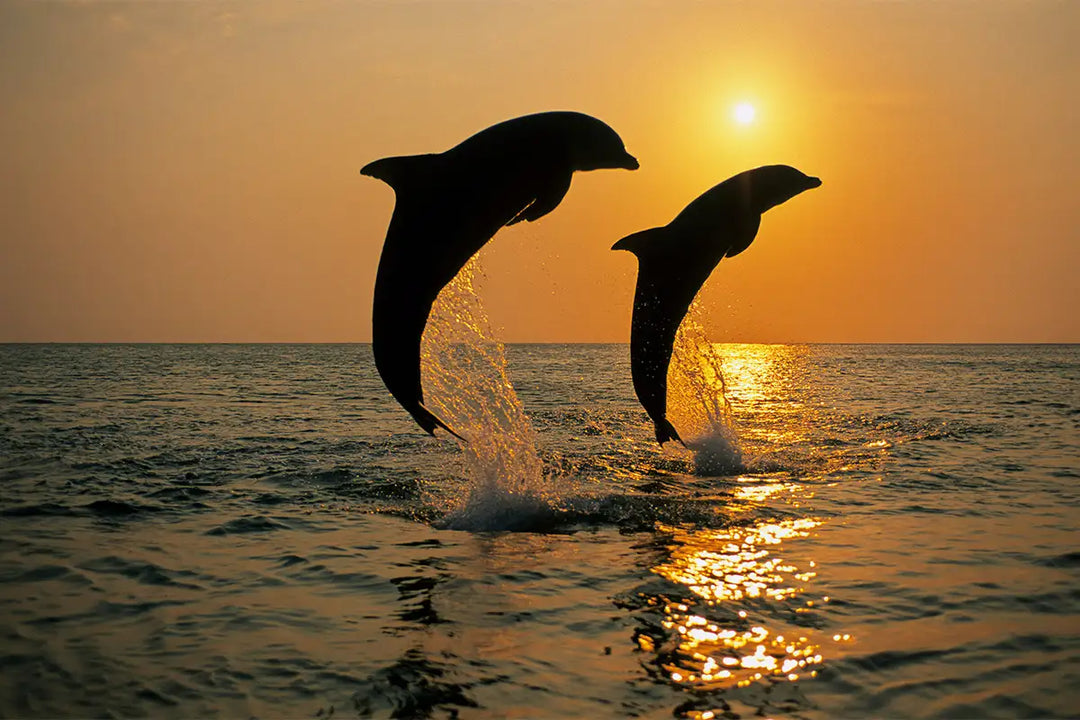 Fascinating Dolphin Facts
