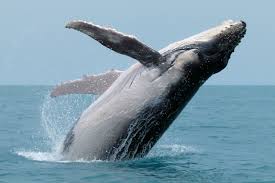 The Majestic Humpback Whale: Giants of the Ocean