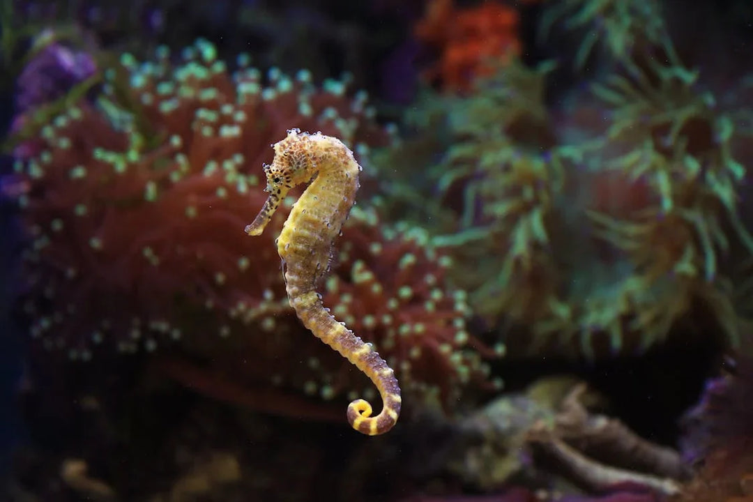 Seahorses: The Cutest Little Ocean Wonders You Didn’t Know You Needed in Your Life 🦄🌊